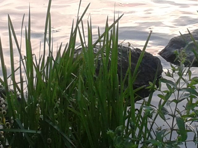 User comments Gras,Steine, Wassser