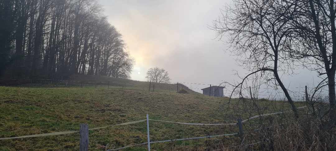 Zaun, Wiese , häuser im Nebel