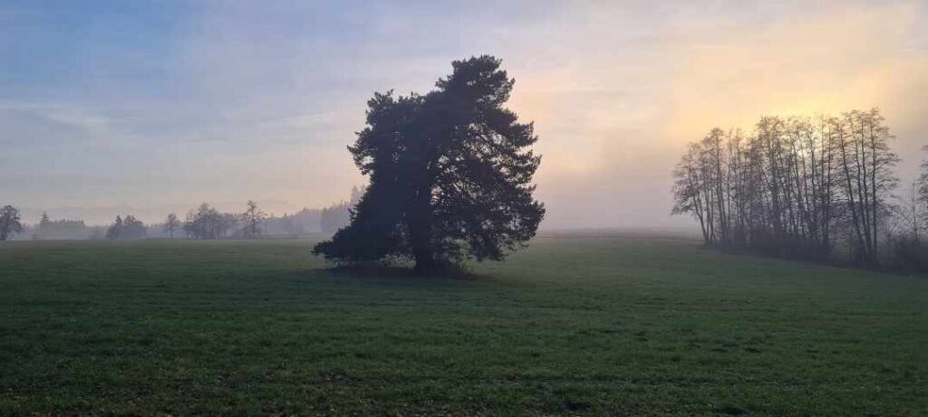 Baum auf dem Feld im mystischen Nebelen Nebel