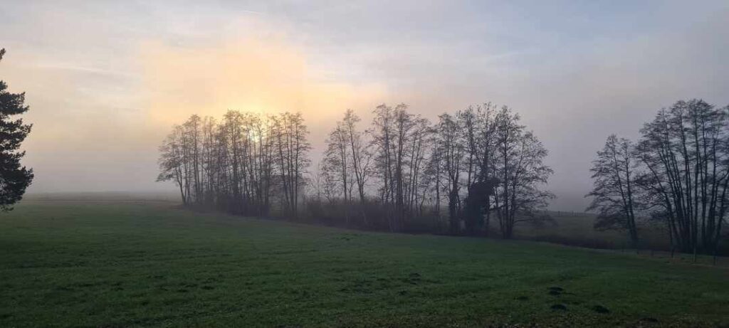 Bäume, Wiese im Nebel mit Sonne